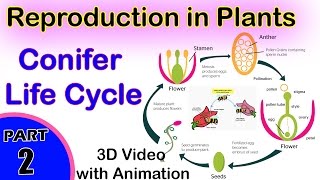 Conifer Life Cycle  Reproduction in Plants  12th CBSE Biology  2 Biology Reproduction in Plants [upl. by Ymaral713]