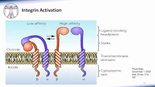 6 WBC Extravasation [upl. by Ahsertal]