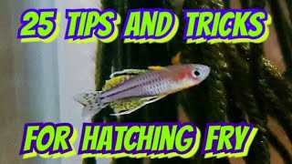 25 Tips amp Tricks For Hatching amp Handling Fish Eggs  For Rainbowfish amp Cichlid Breeders [upl. by Finah]