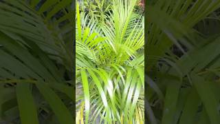 Areca Palm WateringArica Palm Care Tips trendingshort ytshorts terracegarden viralvideotrend [upl. by Michaelina523]