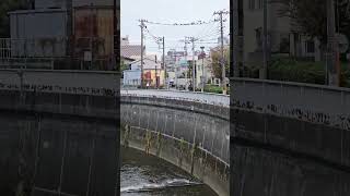 Tokyo suburban canal scene in Itabashi ward japan tokyo mofu itabashi canal birds ducks [upl. by Kissner]