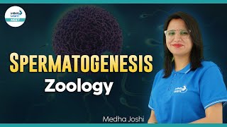 Spermatogenesis  Human Reproduction  Zoology  NEET2024  Infinity Learn NEET [upl. by Eelam883]