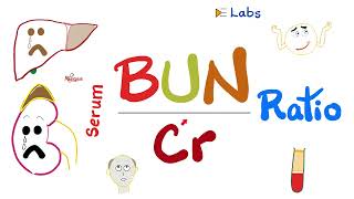 Serum BUNtoCreatinine Ratio BUNCr ratio  Kidney Function Tests  Nephrology Labs [upl. by Zachary26]