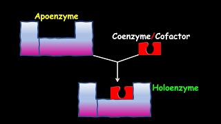 Apoenzyme Holoenzyme Coenzyme amp Cofactor [upl. by Eelra510]