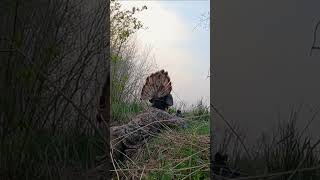 SPRING GOBBLER HUNT  Breaking Spring  Wild TV [upl. by Taub594]