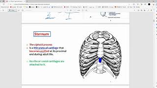 RS Anatomy  Thoracic Cage amp Intercostal Muscles  Mutah [upl. by Sonafets458]