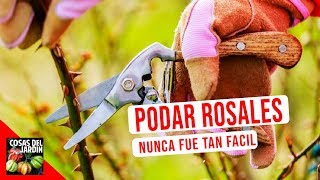 ENRAIZA CUALQUIER PLANTA RÁPIDO y FÁCIL y sin GASTAR DINERO Esquejes de aromaticas Rosales Romero [upl. by Euqinomad869]