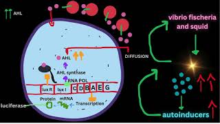 QUORUM SENSINGGram positive and negative bacteriaCELL SIGNALLING [upl. by Hessney]