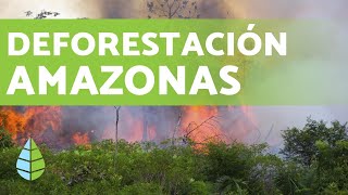 DEFORESTACIÓN DEL AMAZONAS en 2019 [upl. by Yroggerg]