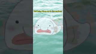 Worlds Ugliest Fish The Blobfish 🐟🤯 facts shorts fish animals wildlife [upl. by Naired]