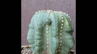 Check out this massive Astrophytum asterias cv Star Type [upl. by Brew]