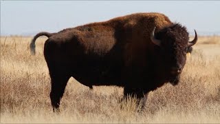 Bisonte americano el regreso del mamífero terrestre más grande de América [upl. by Valry]