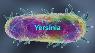 Yersinia [upl. by Keever]