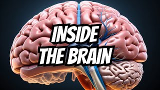 Dissection  Sulci amp Gyri of Superolateral surface of brain [upl. by Nnaxor]