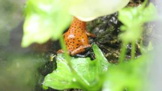 Oophaga Pumilio San Cristobal [upl. by Zined516]