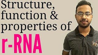 rRna in hindi  types of rna and their functions  molecular biology lecture  ribosomal rna [upl. by Jamila]