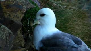 Fulmar Birds at Hells Mouth in Cornwall [upl. by Rhetta]