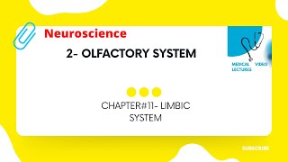 Olfactory system  CHAPTER11 LIMBIC SYSTEM [upl. by Cram]