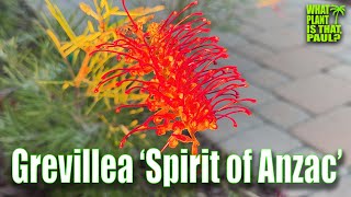 Grevillea ‘Spirit of Anzac’  Lowmaintenance  STUNNING FLOWERS [upl. by Reiche511]