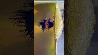 Betta fish breeding 🤍 laying eggs shorts bettafish breeding [upl. by Micro]