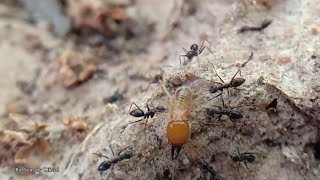 Ants vs Termites Army Ants Attack Termites [upl. by Atirahs]