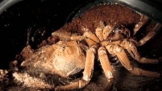 Theraphosa stirmi timelapse molt [upl. by Glogau]