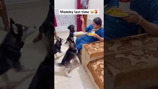 Most Dangerous dog for human food 🚨😳 shorts dog husky trendingsongs rottweiler [upl. by Eelibuj]