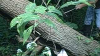 Young Mountain View Cur Dogs Treeing a Squirrel in the August Woods [upl. by Jonathon]