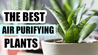 Top 8 Air Purifying Houseplants  Best Indoor Plants [upl. by Attelra]