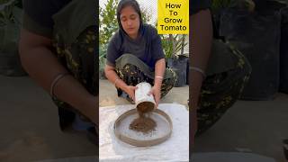 How to Grow Juicy Tomatoes at Home in a Pot – Easy Guide for Beginners rooftopgardening tomato [upl. by Baudoin716]