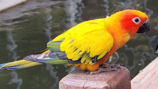 Baby Sun Conure Parrot Funny Moments  Sun Conure Dancing and Playing With Sounds [upl. by Estelle580]