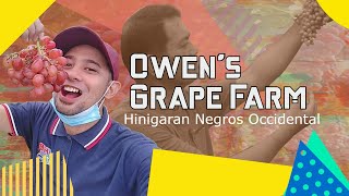 The Story of Owen Grapes Farm PATIENCE and PERSEVERANCE [upl. by Ethelin336]