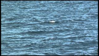 Stejnegers beaked whale  オウギハクジラ [upl. by Eilyak]