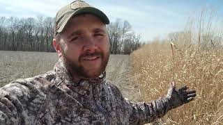 Two Year Old Giant Miscanthus with Switchgrass Update [upl. by Lorita]