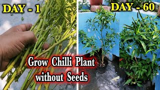 Regrew My Chili Plant from Cuttings and You Can TOO  Regrow Your Dying Chili Plant in 14 Days [upl. by Nabila49]