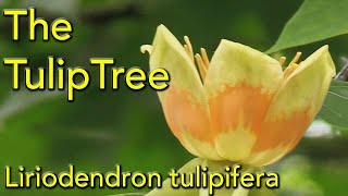 Tulip Tree  Liriodendron tulipifera [upl. by Htezzil589]