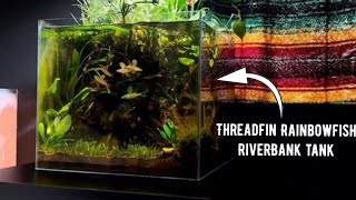 Building the 224g Rainforest Riverbank Tank  Threadfin Rainbowfish Biotope [upl. by Ander]