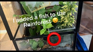 I added a FISH to the RAINFOREST [upl. by Atsahc780]