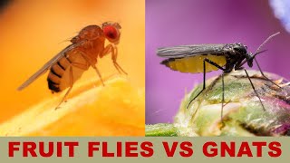 Fruit Flies vs Gnats What Is the Difference [upl. by Annaeg]