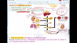 UGS Physiology  Glomerular Filtration Rate  GFR   Mutah [upl. by Naillimxam297]