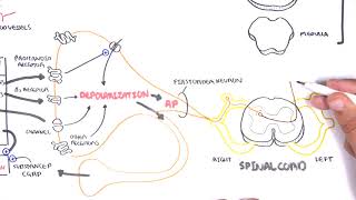 Pharmacology  Nonsteroidal AntiInflammatory Drugs NSAIDs [upl. by Pogue725]