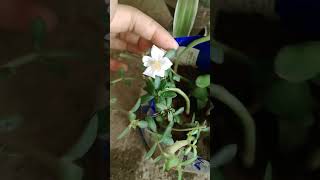 harsingar ka ped😱💰🤔🍀shortsvideo gardenplants garderningtips vastutipsforgarden [upl. by Harikahs]