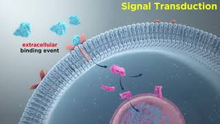 Signal Transduction in Immune Cells ReceptorLigand Interactions [upl. by Bee]