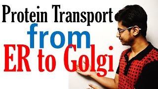 Protein transport from ER to golgi to lysosome [upl. by Baese]