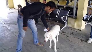 Wobblers Syndrome in a Labrador dog [upl. by Blumenfeld]