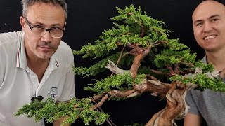 Posizioniamo i rami di un ginepro e stupiamo noi stessi Passione bonsai [upl. by Hollyanne175]