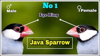 Difference between male and female Java Finch Java Sparrow [upl. by Aiekan]