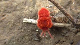 Red Velvet Mite Trombidiidae [upl. by Manup]