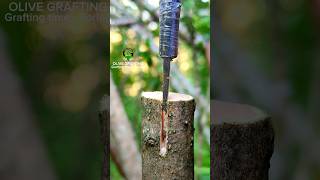 Grafting and budding fruit trees successful and best method [upl. by Abra736]