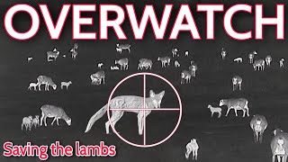 Doing OVERWATCH on the Lambing Paddocks fox control overwatch [upl. by Ardel]